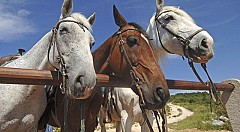 Horseback_riding